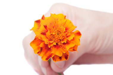 Marigold flower in your hand clipart