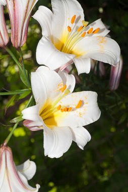 Natural white lilies clipart