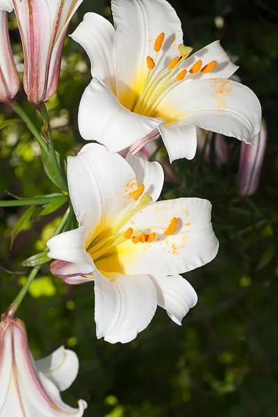 stock image Natural white lilies