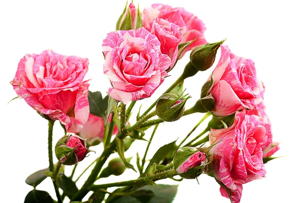 ピンクバラの花束 — ストック写真