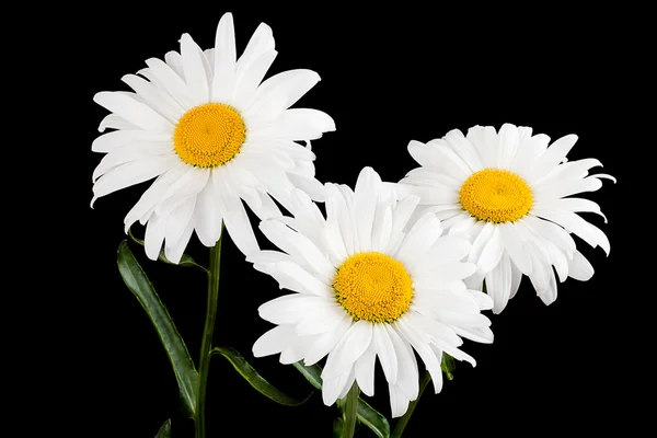 Three daisies black background — Stock Photo, Image