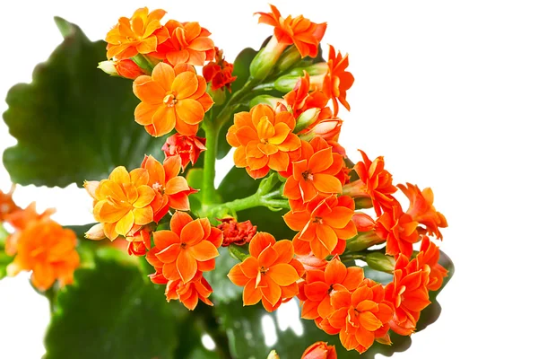 Orange kalanchoe flowers — Stock Photo, Image