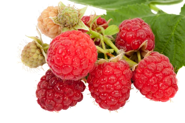 Raspberry on the branch — Stock Photo, Image