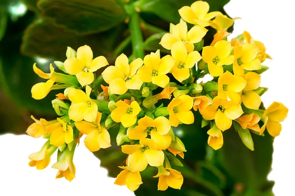 Kalanchoe žluté květy — Stock fotografie