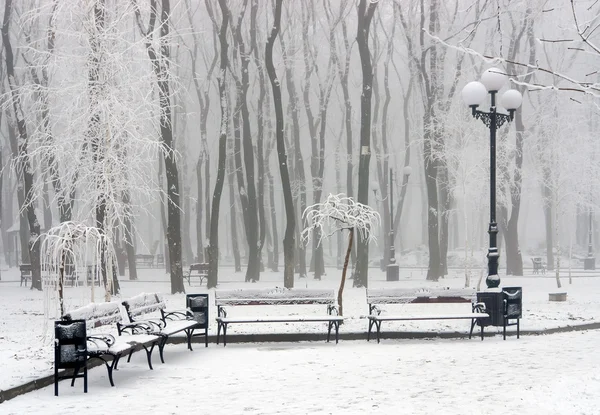 Winter im Park Stockbild