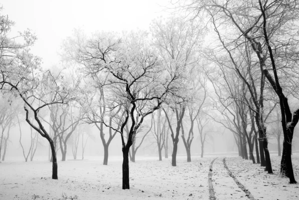 First snow Royalty Free Stock Images