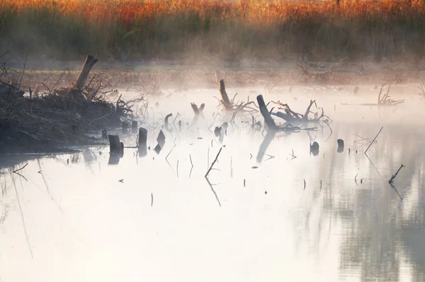 Árboles muertos y niebla — Foto de Stock