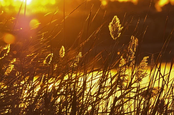 Sunrise and reed — Stock Photo, Image