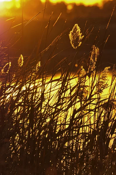 Sunrise and reed — Stock Photo, Image