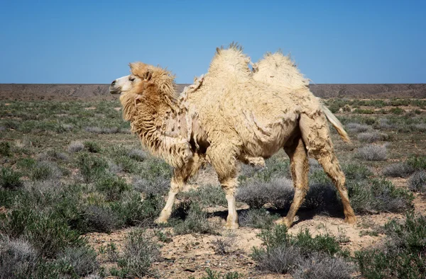 Molting white bactrian camel — Stock Photo, Image