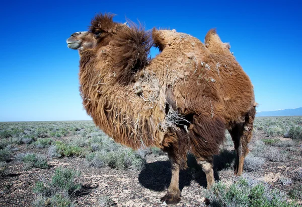 Kahverengi bactrian deve deri değiştirme — Stok fotoğraf