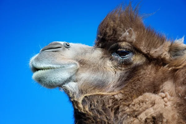 Kahverengi bactrian deve portre — Stok fotoğraf