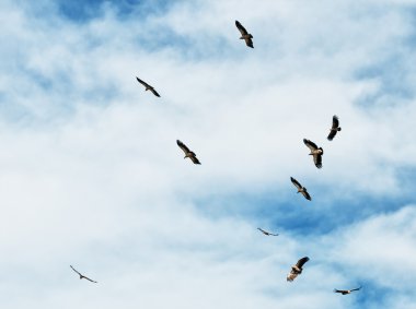 Flock of Himalayan Griffon Vulture clipart