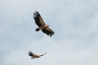 Two of Himalayan Griffon Vulture clipart