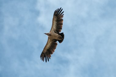 Himalayan Griffon Vulture clipart