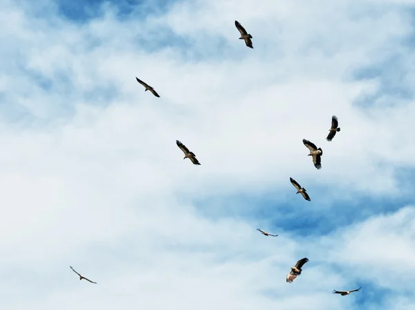 Rebanho de abutres griffon do Himalaia — Fotografia de Stock