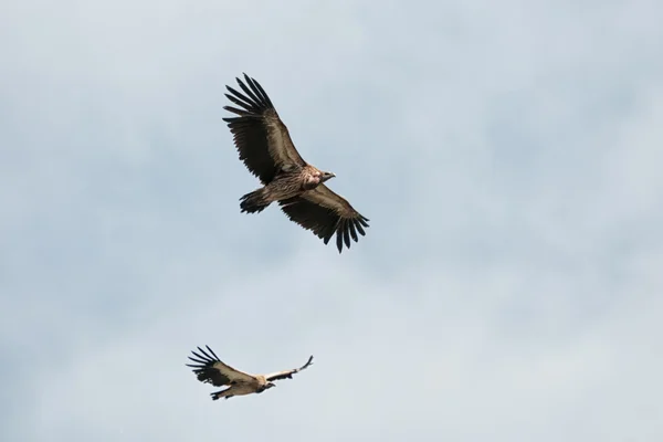 Deux de vautour Griffon de l'Himalaya — Photo