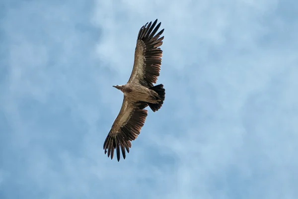 Himalayan Griffon Vulture — Stock Photo, Image