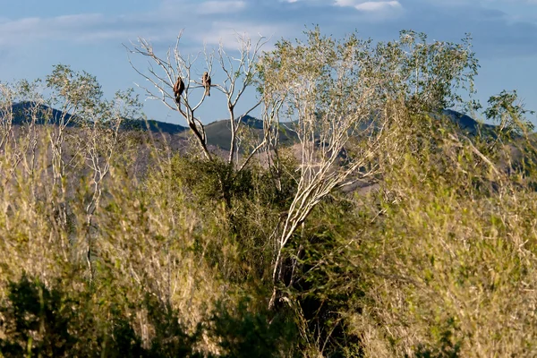 Predatory birds waiting for prey — Stock Photo, Image