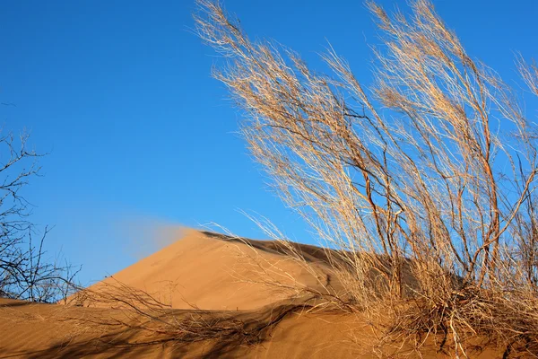 Plantas de haloxylon e dunas de areia — Fotografia de Stock