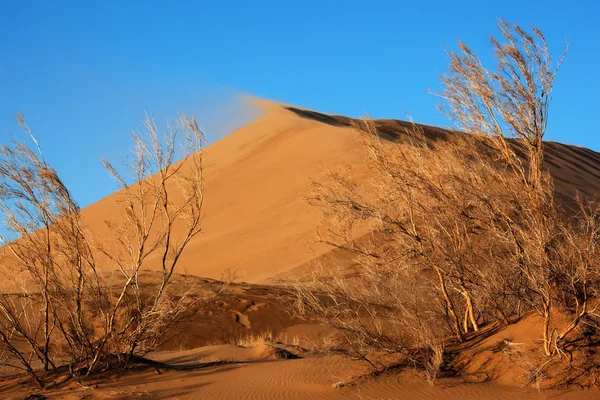 Piante aloxylon e dune di sabbia — Foto Stock