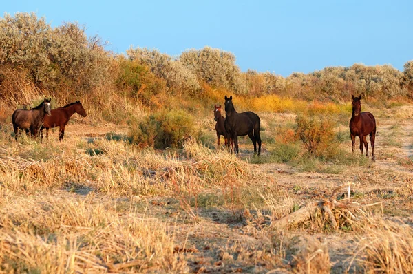 Vijf paarden — Stockfoto