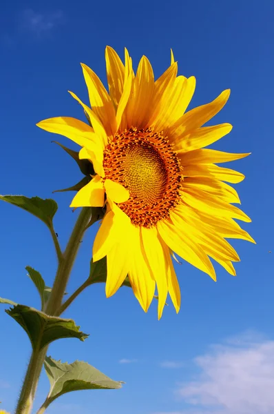 Jediný slunečnice — Stock fotografie