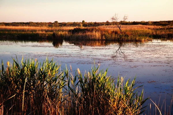 stock image Derelict pond at sunset