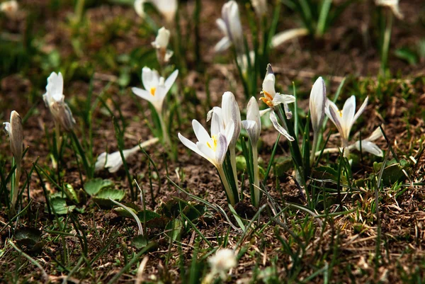 Gotas de neve — Fotografia de Stock