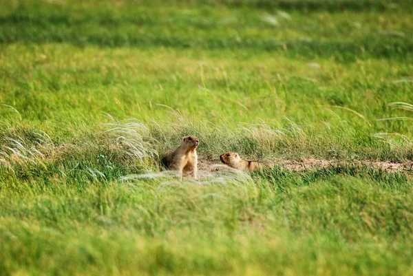Marmotas cerca del agujero — Foto de Stock