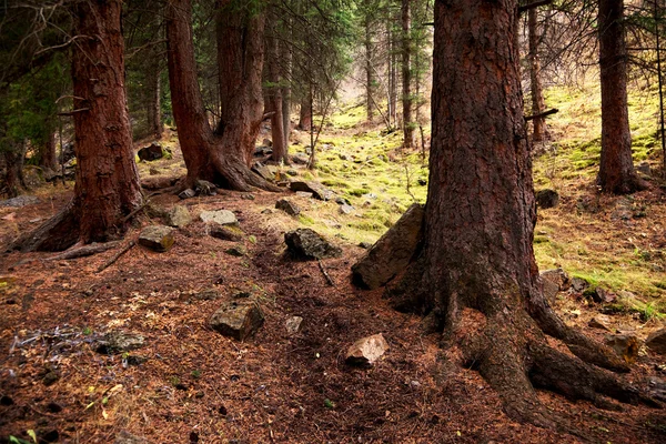 古いマツ森林 — ストック写真