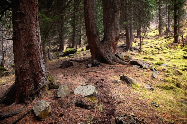 Bosque de pino viejo — Foto de Stock