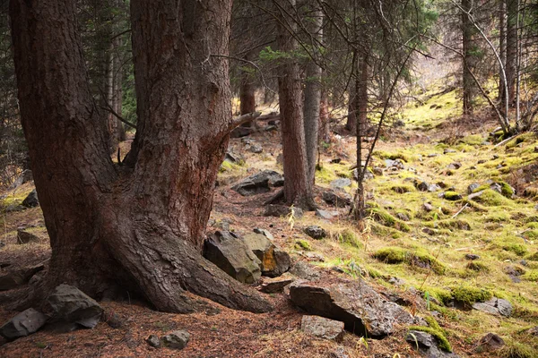 古いマツ森林 — ストック写真