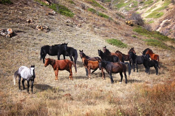 Grupa koni w górach — Zdjęcie stockowe