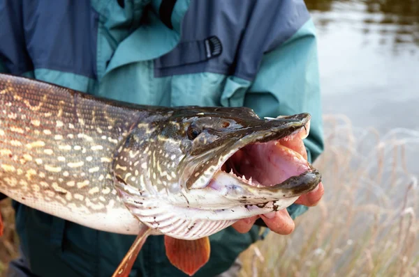 Pesca na Mongólia — Fotografia de Stock