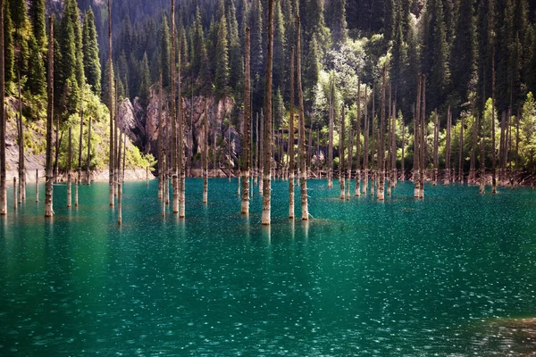 Jezioro kaindy w górach tyan-shan — Zdjęcie stockowe