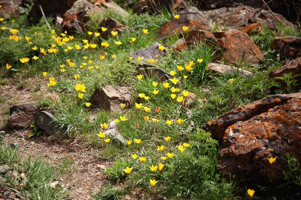 Wilde weinig gele tulpen — Stockfoto