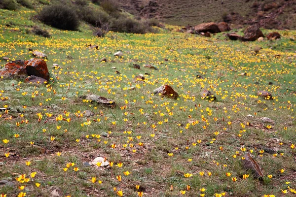 Dzikie małe żółte tulipany — Zdjęcie stockowe