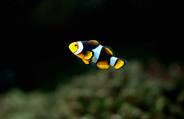 Малий anemonefish — стокове фото