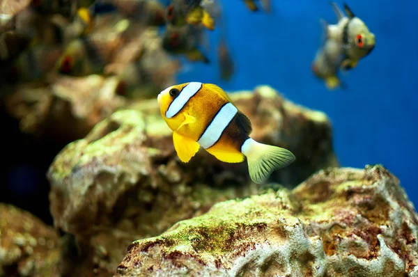 Small anemonefish — Stock Photo, Image