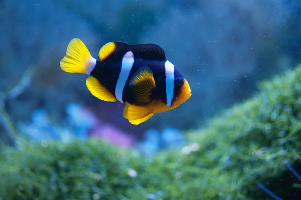 Малий anemonefish — стокове фото