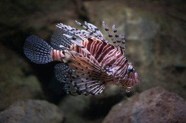 Cleartail lionfish clipart