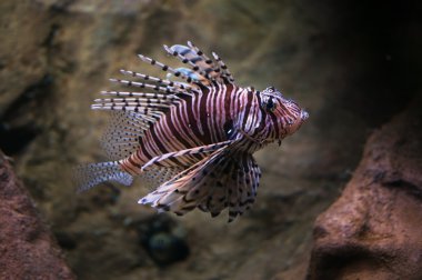 Cleartail lionfish