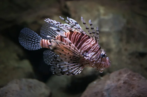 Cleartail lionfish — стокове фото
