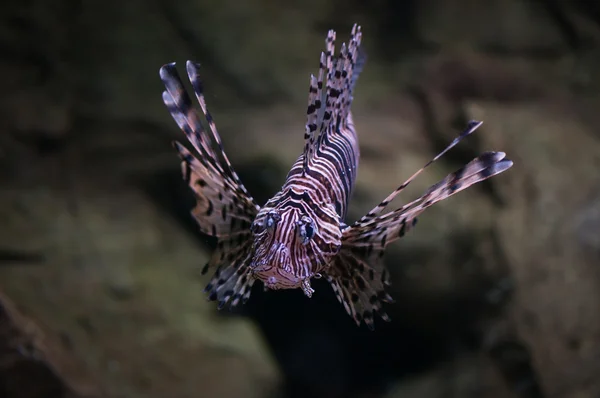 Cleartail lionfish — стокове фото