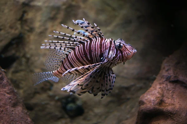 Lionfish-de-cauda-branca — Fotografia de Stock