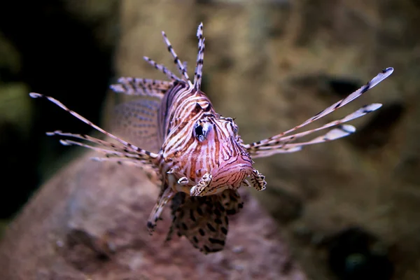 Cleartail lionfish — Stock Photo, Image