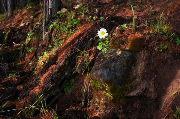 Camomila solitária — Fotografia de Stock