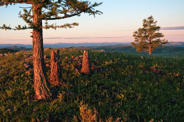 Lone pine op de heuvel — Stockfoto