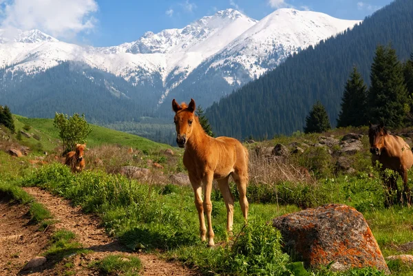 Kleines Fohlen in den Bergen — Stockfoto